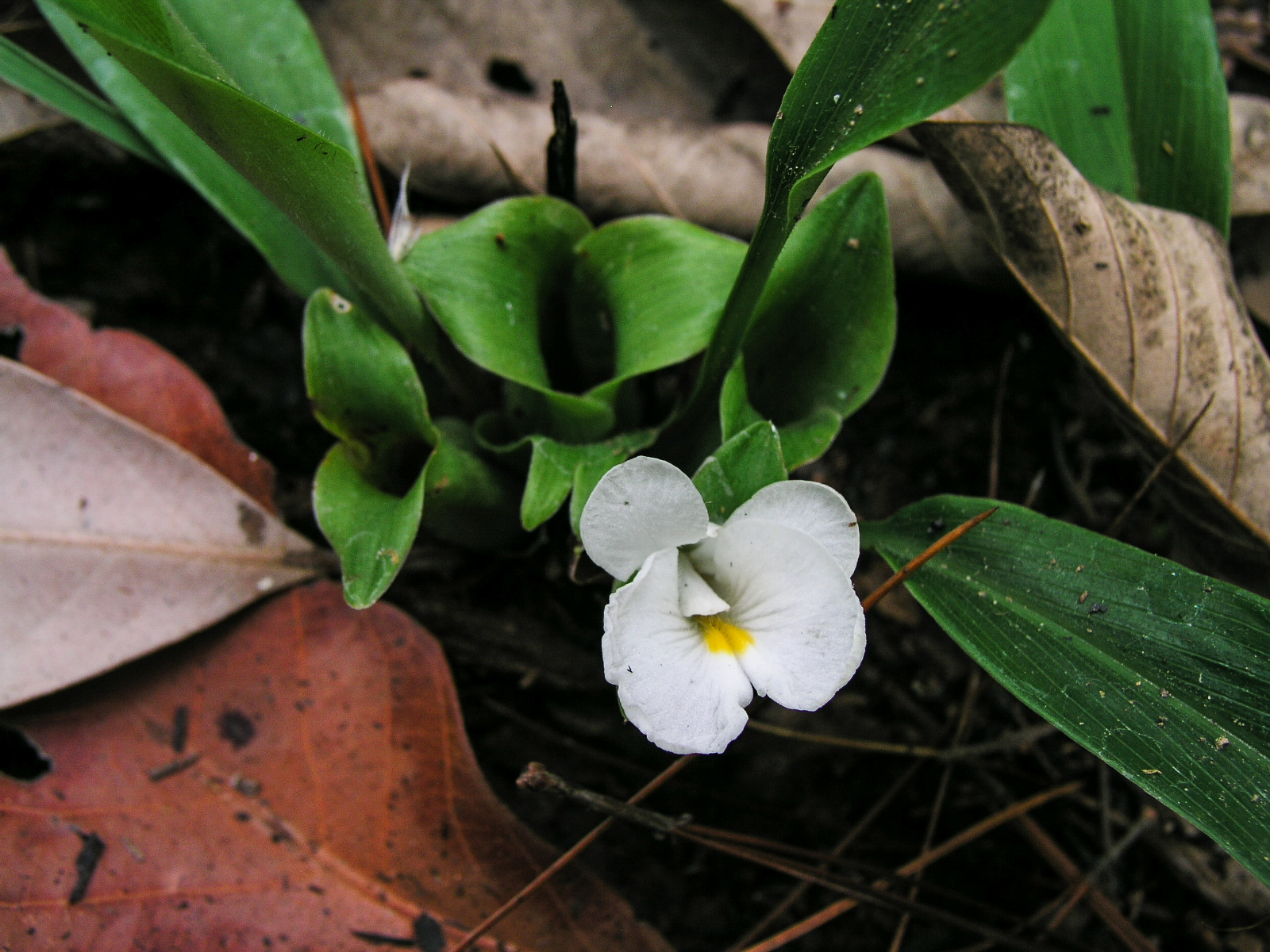 ว่านดักแด้ Stahliathus campanulatus Kuntze<br/>Zingiberaceae